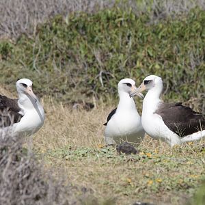 Laysan Albatross/ Phoebastria immutabilis