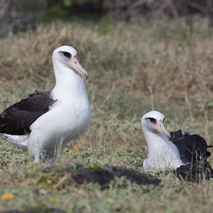 Laysan Albatross/ Phoebastria immutabilis