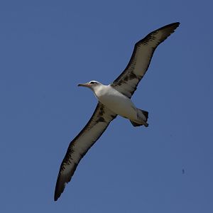 Laysan Albatross/ Phoebastria immutabilis