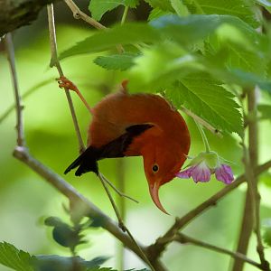 ʻIʻiwi/ Drepanis coccinea