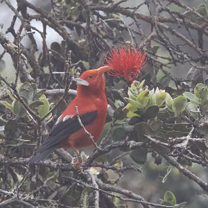 ʻIʻiwi/ Drepanis coccinea