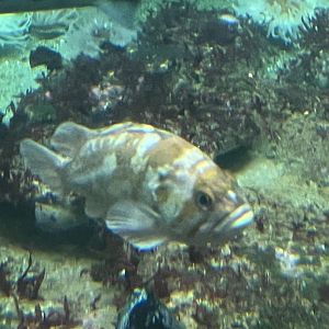 Rockfish ID?