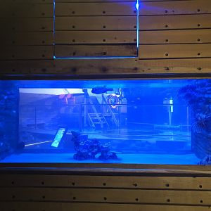 Lion fish and co. tank at Emaar aquarium