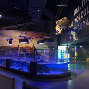 Black-tip reef shark tank at Emaar aquarium