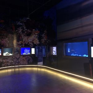 Line of small tanks at Emaar aquarium