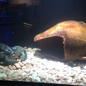 European (?) lobster tank at Emaar aquarium