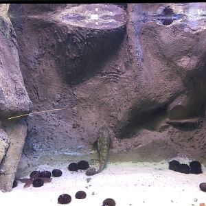 Sea star and sea urchin tank at Emaar aquarium