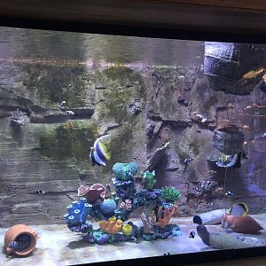 Questionable tank at Emaar aquarium