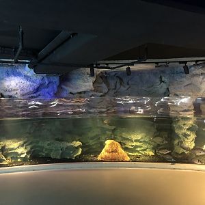 Two-banded sea bream tank at Emaar aquarium