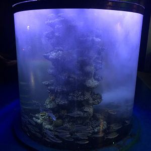 Atlantic horse mackerel at the Emaar aquarium