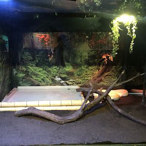 Burmese python enclosure at the Emaar aquarium
