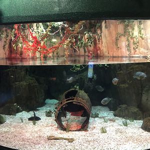 Piranha tank at the Emaar aquarium