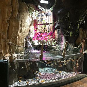 Tank by the jungle area path at the Emaar aquarium