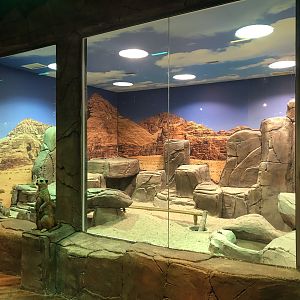 Meerkat enclosure at the Emaar aquarium