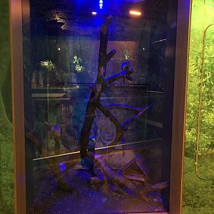 Caucasian squirrel enclosure at the Emaar aquarium