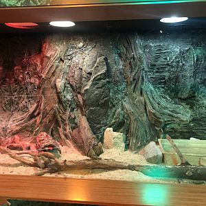 Nile monitor enclosure at the Emaar aquarium