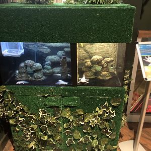 Axolotl tank at the Emaar aquarium