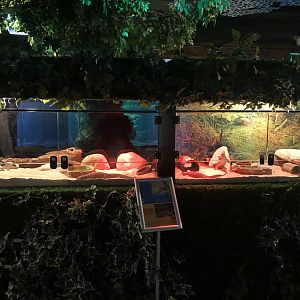 Sand goanna and spiny-tail monitor tanks