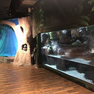 Young saltwater crocodiles and raccoon enclosure