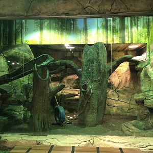 Grivet enclosure at the Emaar aquarium