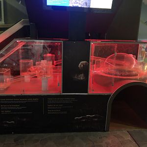 Naked mole-rat enclosure at the Emaar aquarium