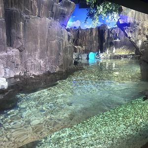 Humboldt Penguin enclosure at the Emaar aquarium