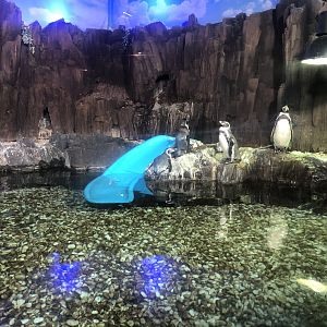 Humboldt penguins at the Emaar aquarium