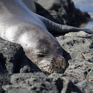 Hawaiian Monk Seal/ Neomonachus schauinslandi