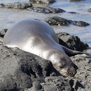 Hawaiian Monk Seal/ Neomonachus schauinslandi