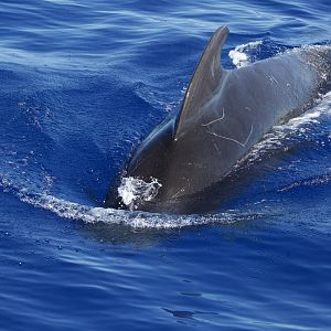 Short-finned Pilot Whale/ Globicephala macrorhynchus