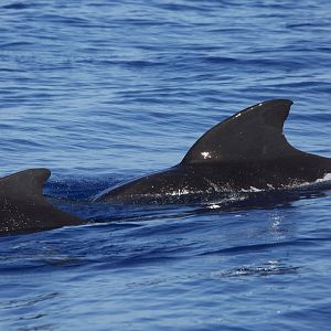 Short-finned Pilot Whale/ Globicephala macrorhynchus
