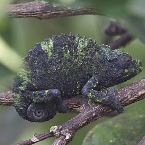 Jackson's Chameleon/ Trioceros jacksonii