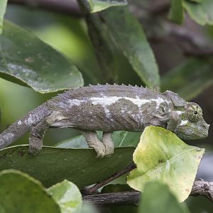 Jackson's Chameleon/ Trioceros jacksonii