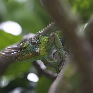 Jackson's Chameleon/ Trioceros jacksonii