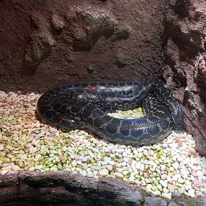 Anaconda ID