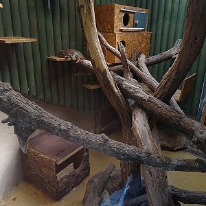 Rusty-spotted cat indoor enclosure (04/2023)