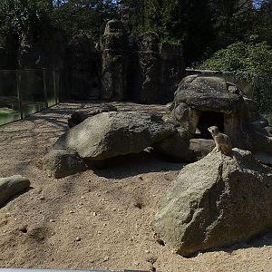 Meerkat enclosure (04/2023)