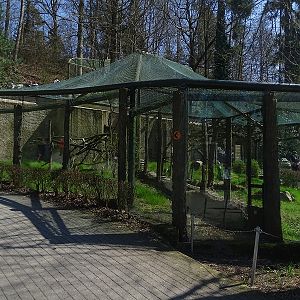 Margay enclosure (04/2023)