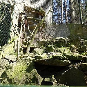 Aviary for ural owl (04/2023)