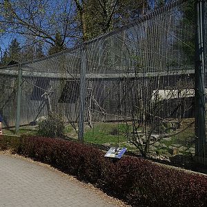 Aviary for white-necked raven (04/2023)