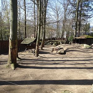 Forest reindeer enclosure (04/23)