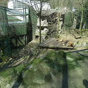 Lion enclosure (04/23)