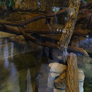 Tropical House; caiman lizard enclosure (04/23)