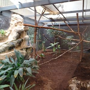Tropical House; papuan hornbill enclosure (04/23)