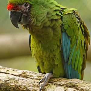 Military macaw (Ara militaris)