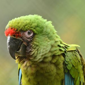 Military macaw (Ara militaris)