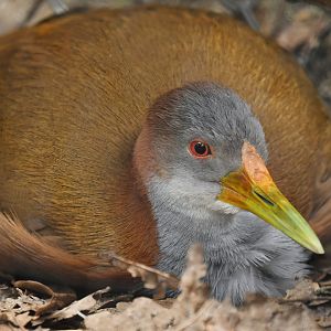 Giant wood rail (Aramides ypecaha)