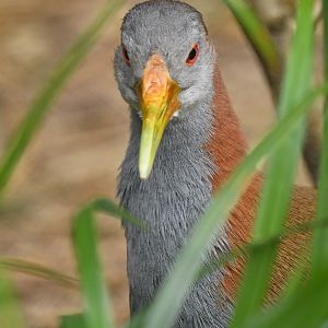 Giant wood rail (Aramides ypecaha)