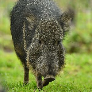 Chacoan peccary (Catagonus wagneri)