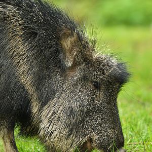 Chacoan peccary (Catagonus wagneri)